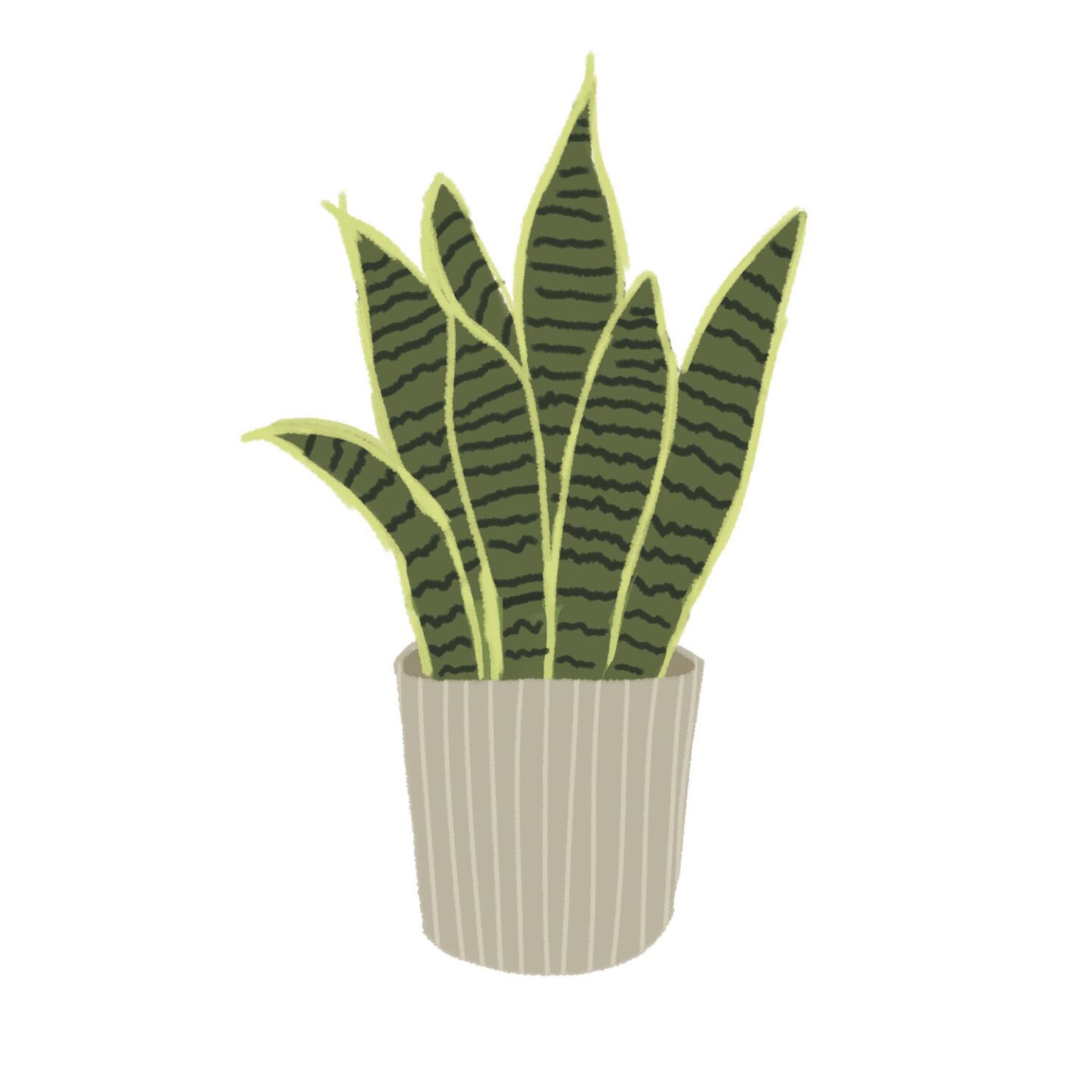 Plant parenting 101: the easiest plants for students to raise